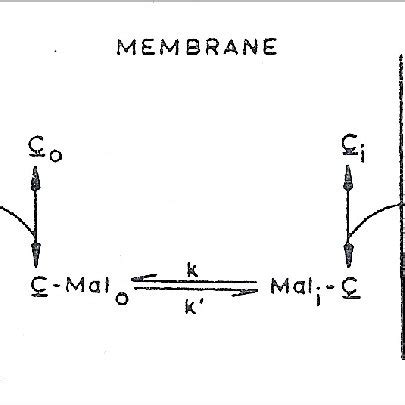 Sequential model of the anion transport system. | Download Scientific Diagram