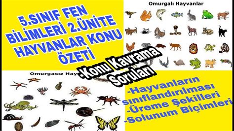 Hayvanlar Konu Zet Ve Konu Kavrama Sorulari Sinif Fen B L Mler