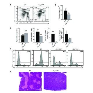 Regnase 1 Promotes Graft Survival In Skin Transplantation Model A