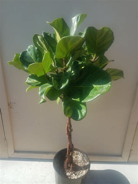 Braided Ficus Lyrata Tree Plant In 12 Pot Also Called Fiddle Leaf Fig