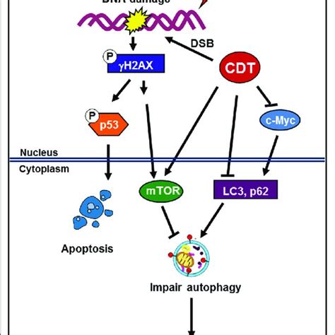 Erk And Jnk Pathways Are Involved In Hmgb1 Induced Autophagy In Primary