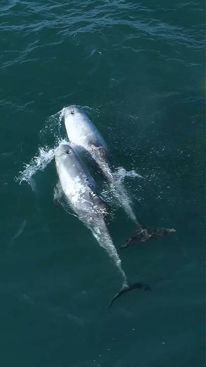 Dolphin Collision Whalewatching Dolphins Tail Fin Breach Jump