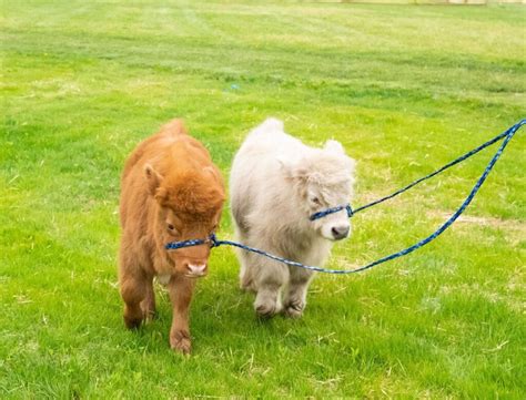 Teacup Mini Highland Cow - Buy Mini Cattle