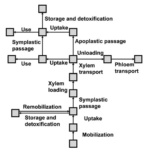 The Pathway Of Heavy Metal Accumulation In Hyperaccumulating Plants