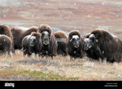 Musk ox herd dovre norway hi-res stock photography and images - Alamy