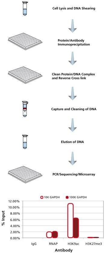 Chip Seq Histone Modification Epigenetics It Can Also Be Utilized