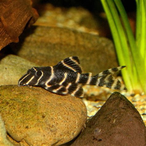 Flash Pleco L204 4 6cm SWEET KNOWLE AQUATICS ONLINE SHOP