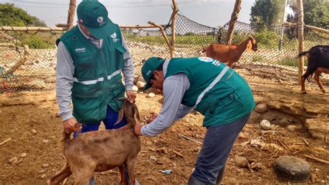 Ica Senasa vacuna a más de 500 animales contra ántrax en campaña de