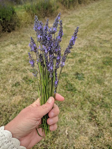 Edible Flowers #7: Lavender – MeadowSweet Herbs & Flowers