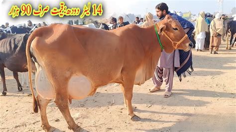 Today Malumor Mandi Jhang Cross Cows Fresh Rates Update Cow Mandi