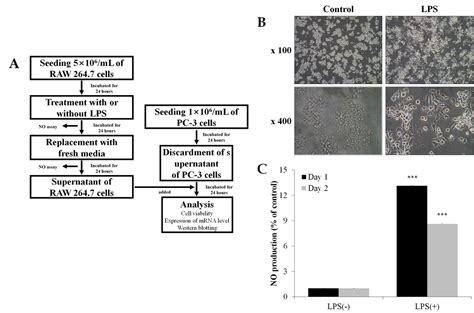 Anti Cancer Effects Of Raw 2647 Cells On Prostate Cancer Pc 3 Cells