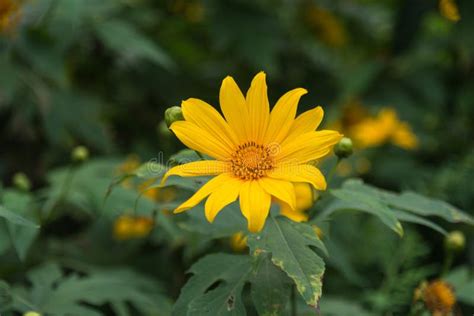 Mexican Sunflower Weed Tithonia Diversifolia Stock Photo Image Of