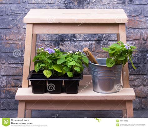 Potes Con Las Flores Y Las Herramientas Que Cultivan Un Huerto Foto De