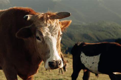 Brown and White Cow · Free Stock Photo