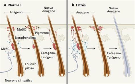 Cómo el estrés puede llenarte de canas Investigadores resuelven el