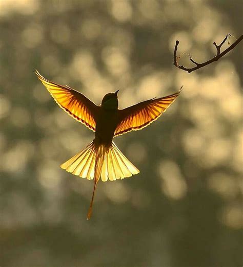 Magic Of Backlight In Hummingbird Pictures Beautiful Birds