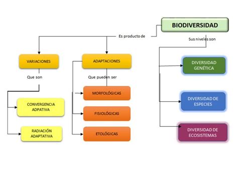 Mapa Conceptual De La Biodiversidad 4 Mapasytemas10 Udocz Porn Sex