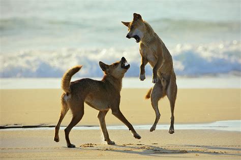 Dingo Fighting On A Beach, Fraser Island, Queensland, Australia ...