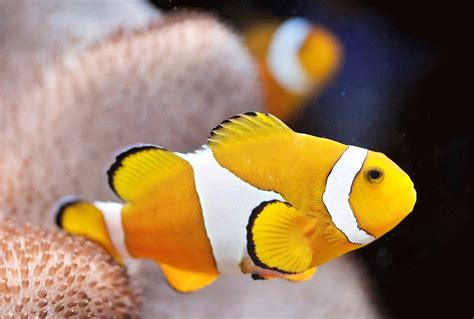 Ocellaris Clownfish For The Fishes