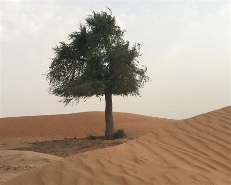 The Cholistan Desert Archives Arkbiodiv