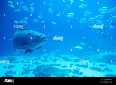 giant grouper fish looking at diver Stock Photo - Alamy