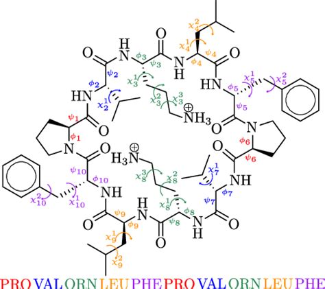 Schematic structure of the 176-atom doubly protonated gramicidin S ...