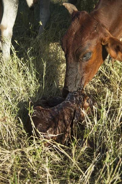 Mother Cow Calf Stock Photo Rghenry