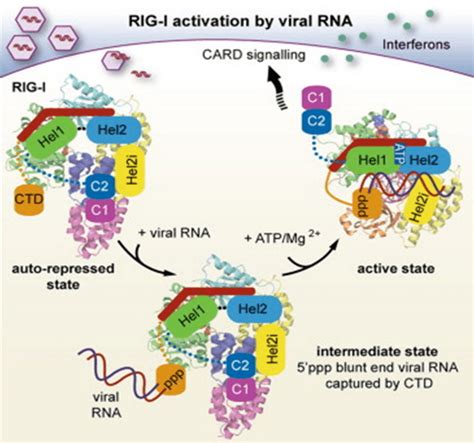 RNA Viruses Triggered Signal Pathway Creative BioMart