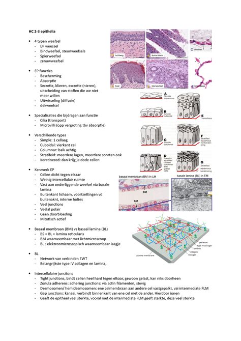 Weefsels HC Aantekeningen HC 2 3 Epithelia 4 Typen Weefsel EP