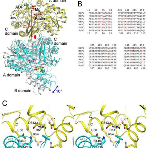 Conserved Bc Domain Dimer Interface For Sapc And E Coli Bc A