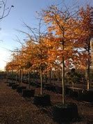 Fagus Sylvatica Atropunicea Copper Beech Deepdale Trees