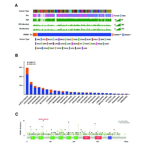 Mutational Landscape Of Pbrm1 In Tcga Cohort A Association Of Pbrm1