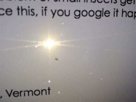 Tiny insects in iMac screen | MacRumors Forums