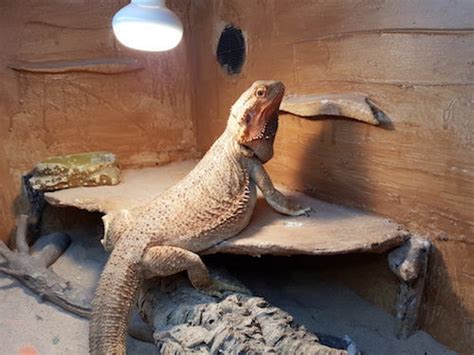 Your Fail Proof Bearded Dragon Lighting Guide for a Dream Habitat