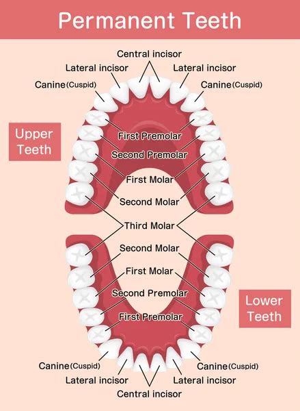 Permanent teeth chart Vector Art Stock Images | Depositphotos