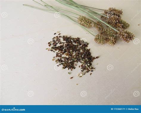 Ribwort Plantain Seeds and Flower Stalks Stock Image - Image of ears ...