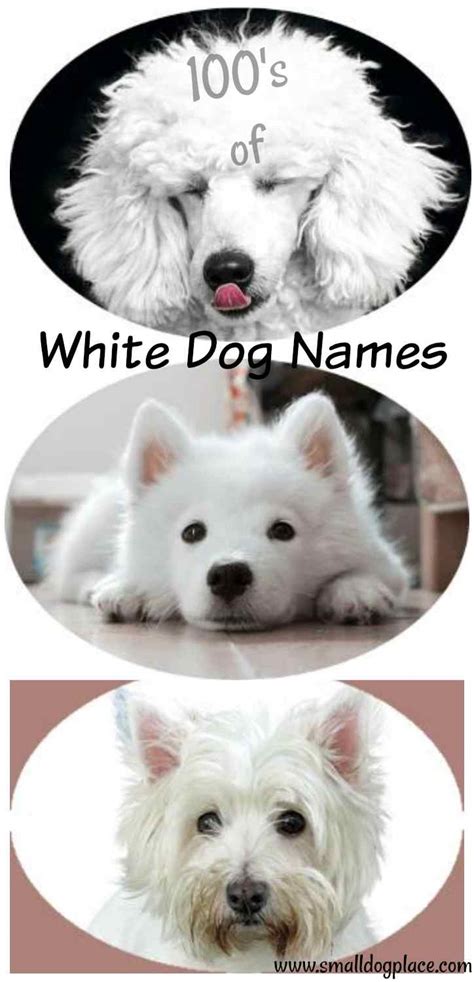 Best White Dog Names for your new white puppy