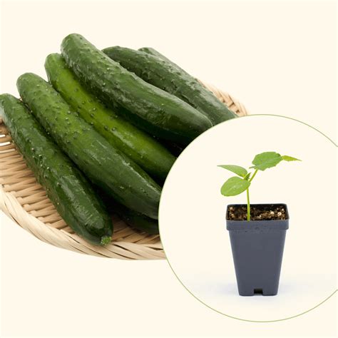 Burpless Cucumber Seedlings | Vego Garden Excellent Seedlings