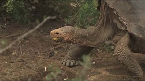 Diego The Tortoises Sex Drive Saved His Species From Extinction Now