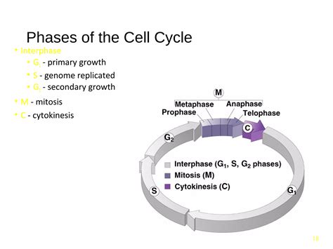 Cell Cycle Its Regulation And Checkpoints Ppt