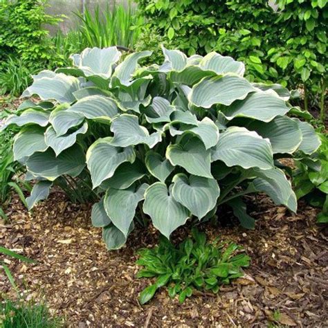 Funkia Hosta Regal Splendour C Sadowniczy Pl