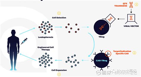 Car T新焦点 聚焦自免疾病的treg细胞 Car T疗法使这一发现为癌症药物研究开辟了新的前沿。car Treg是一种治疗类风湿性关节炎和