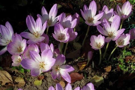 Безвременник (50 фото) - виды, посадка и уход в открытом грунте