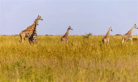 Top Reasons To Visit Murchison Falls National Park Uganda Tours