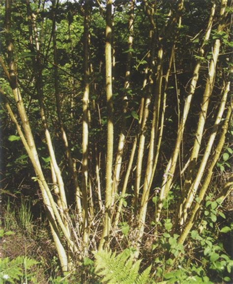 Coppicing & Coppice Crafts – Cool Tools