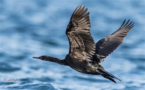 Birds Of Chignik Lake Pelagic Cormorant Cutterlight