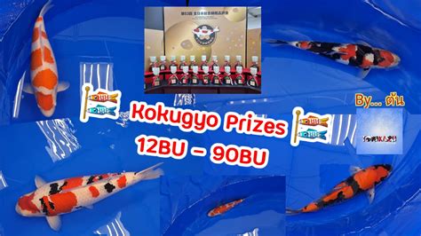 Ep 4 All Japan Koi Show 2023 Kokugyo Prize 12 90BU YouTube