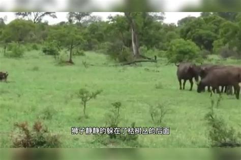 狮子捕杀野牛，野牛奋力挣扎，野牛群前来助阵狮子反被猎杀狮子野牛