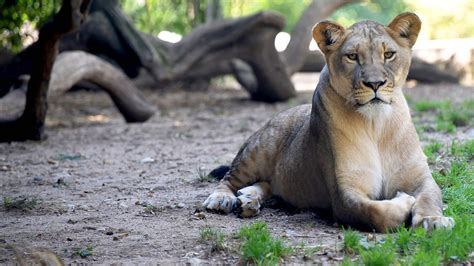 Tickets & Hours | The Maryland Zoo