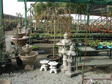 Salix Caprea Pendula Weeping Pussy Willow CreatorsPalette